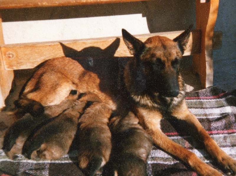 nos chiens